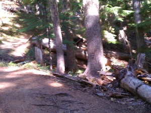 Hiking around a bear.