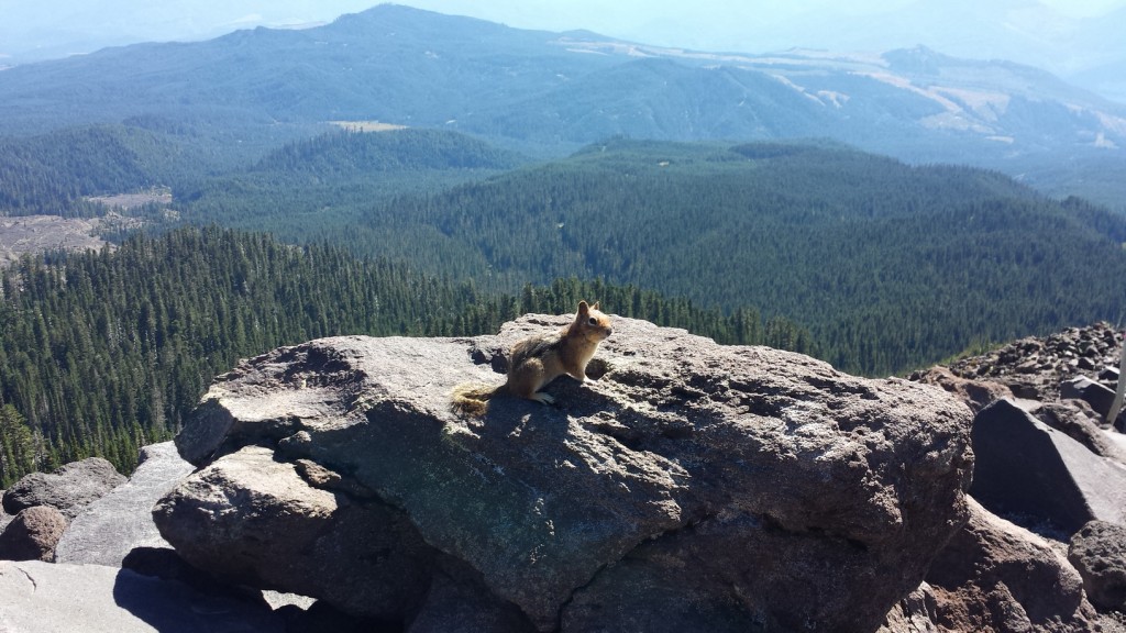 On the way down, I saw a chipmunk that wasn't afraid of me at all.