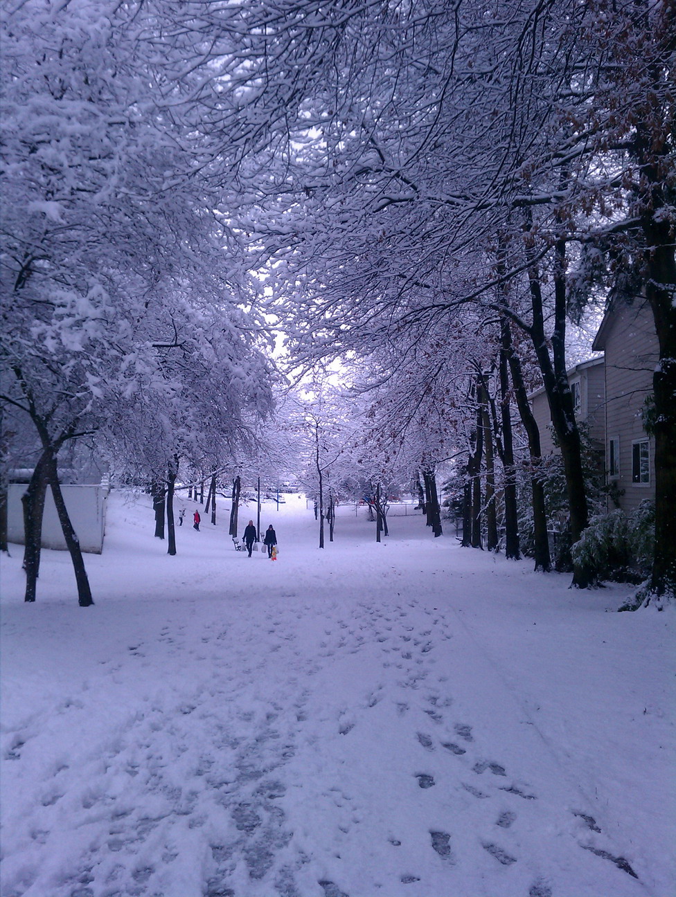 Seattle snow, 2012-01-15, everything is white.