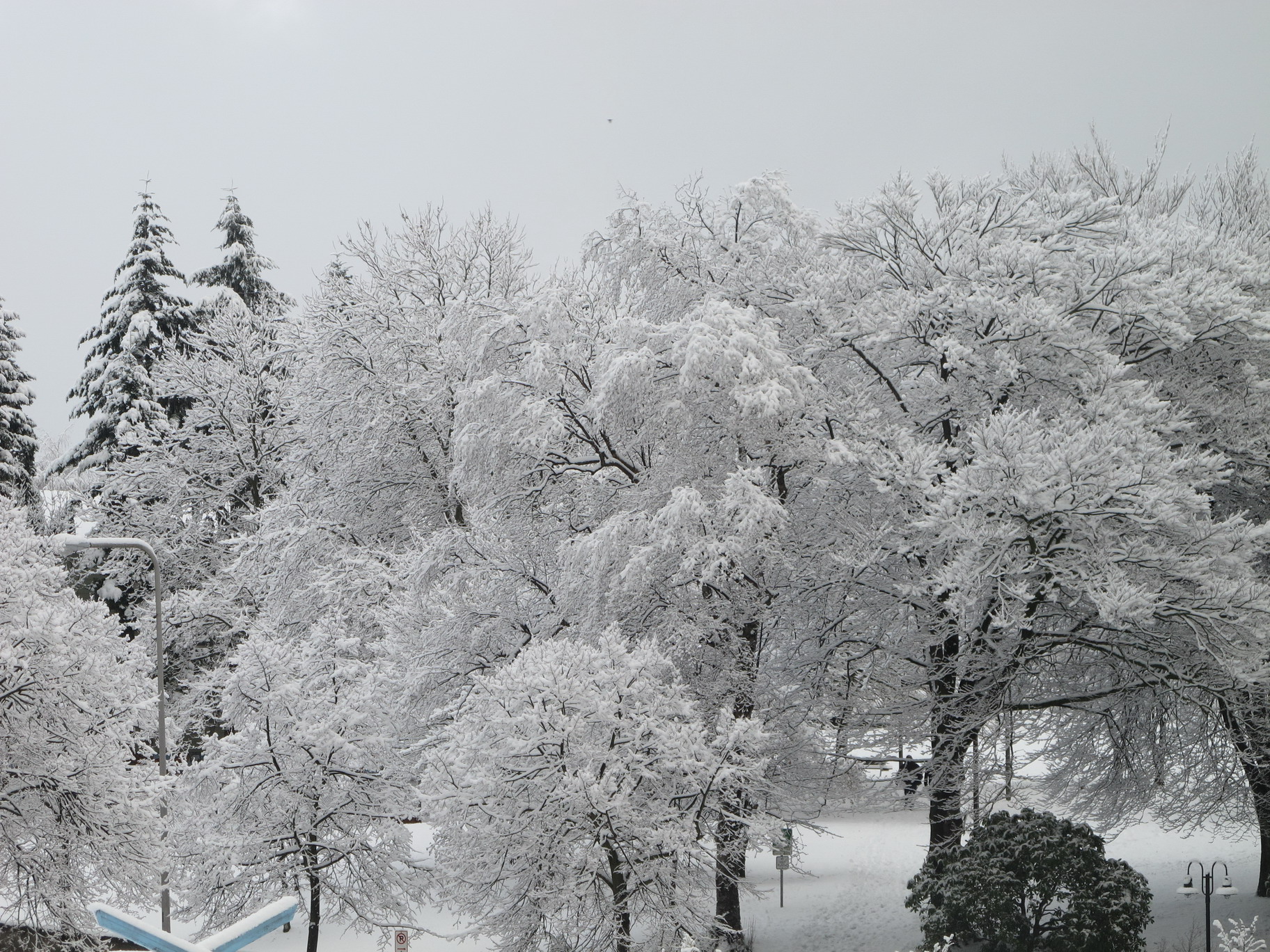 Seattle snow, 2012-01-15, from my apartment. Facing northeast.