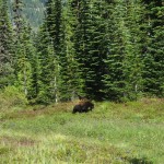 Bear at Bench Lake