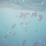 Snorkeling on Kauai's south shore.