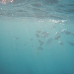 Snorkeling on Kauai's south shore.